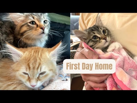 Siberian Kittens' First Day Home