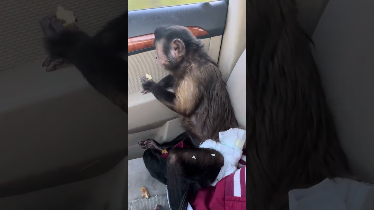 Capuchin Monkey Opie Rae Eating On The Road