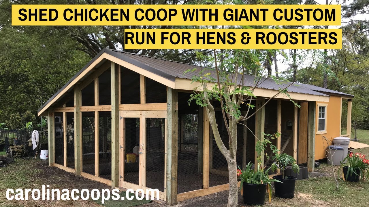 Shed Chicken Coop with Giant Custom Run for Hens ...