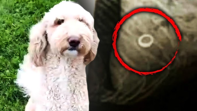 Beloved Dog Swallows Owner S 30th Anniversary Wedding Ring