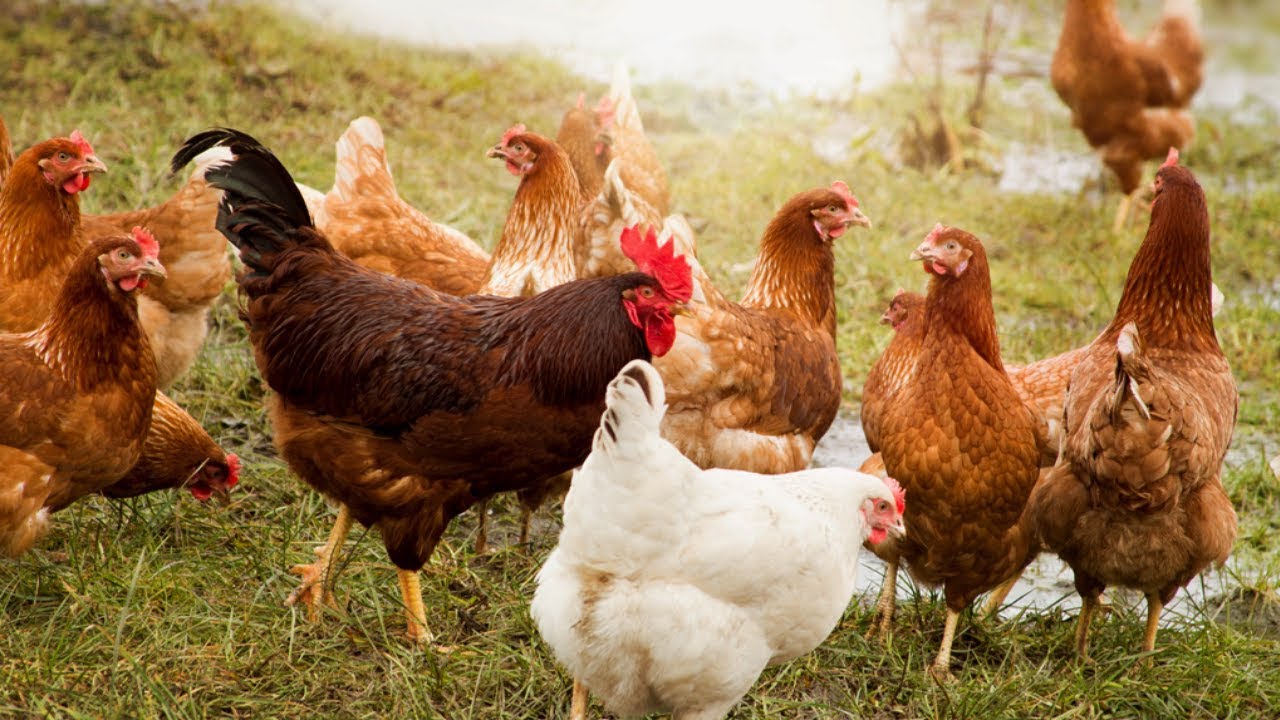 Como Começar uma Criação de Galinhas do Zero, Passo a Passo Como Começar uma Criação de Galinhas do Zero, Passo a Passo