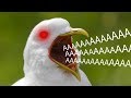 Dank Birb Compilation (((VOL.2))) - T h r o w Edition