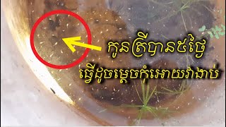 មូលហេតុអ្វីបានជាយើងបង្កាត់ត្រីក្រឹមញាស់បាន 4 ទៅ 5 ថ្ងៃងាប់អស់[How to careb BETTA fry from day 16]