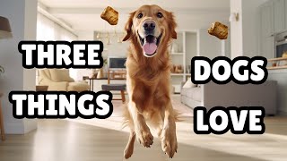 3 Things Dogs Love The Most