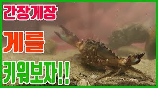 박하지와 소라게를 키워보자!! Let's Catch and raise mudflat crab and hermit crab [헌터퐝]