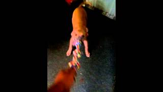 Just Turned 4Months Razors Edgeturtle Buster