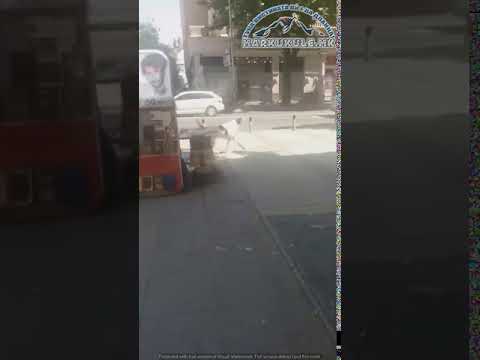 Кучиња скитници опколија туристи во центарот на Скопје