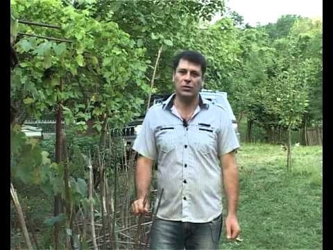 ნამოხვანი