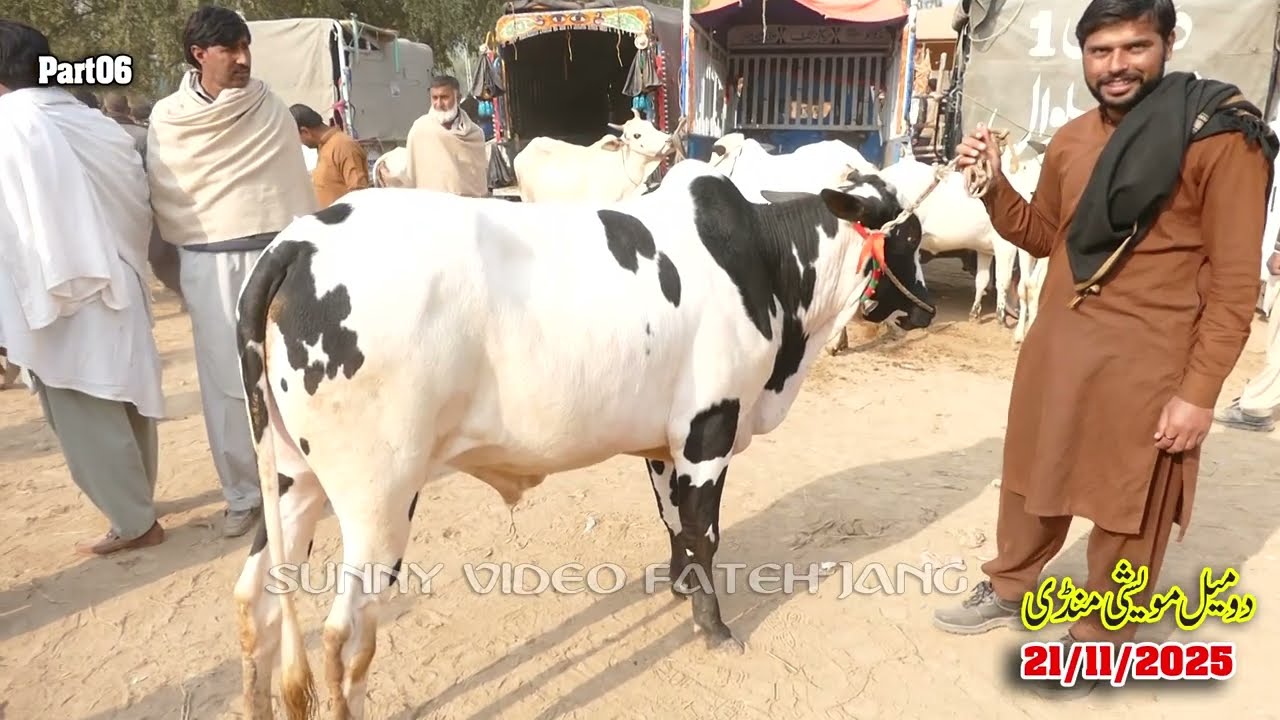 Today Domail Mandi Fatehjang Rate’s update21/Nov.2025-Part06Sunny Video Fateh Jang Cow Mandi 2025