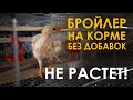 Попробовал вырастить бройлера на домашнем корме!