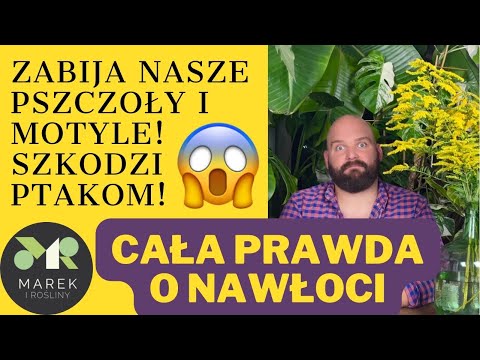 Wideo: Sadzenie nawłoci w ogrodzie – do czego nadaje się nawłoć?