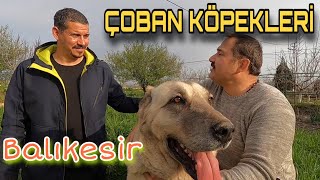 ÇOBAN KÖPEKLERİ TURU BALIKESİR BALIKLI KÖYÜ