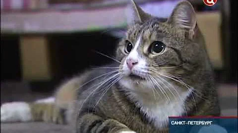 В Санкт-Петербурге отметили День эрмитажного кота