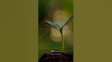 #tadabbur #murrotalmerdu #religion #tilawat سورة الطارق | عثمان مشعل الحداد