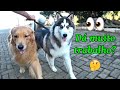 Como é a rotina com um Golden e um Husky dentro de casa? - Routine with these two!