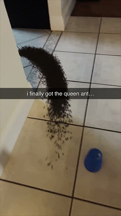 i finally got the queen ant... #shorts