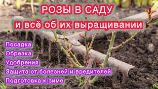 картинка: РОЗЫ - все этапы ухода от посадки до зимовки.