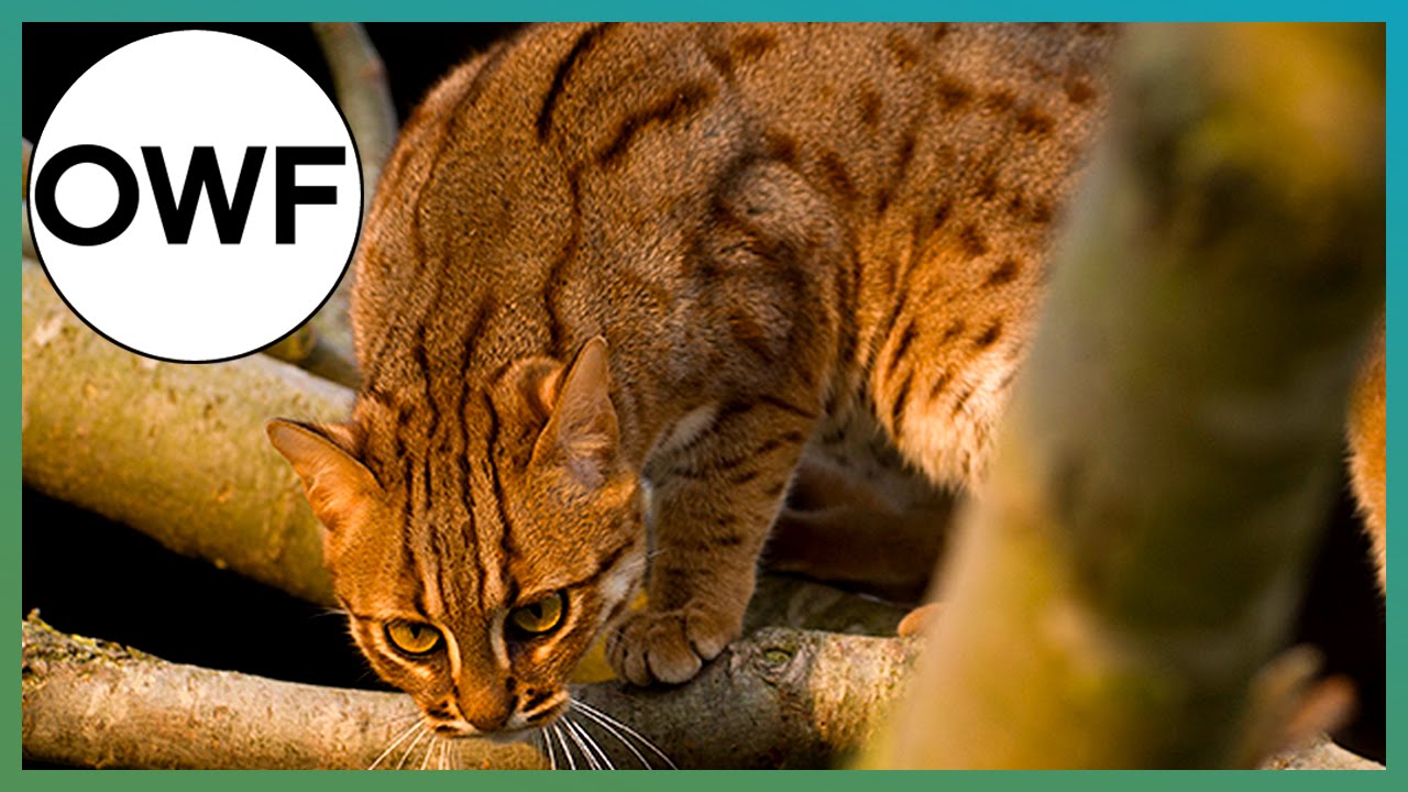 What's the world's smallest cat? - Discover Wildlife