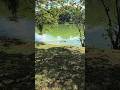 bird condition with crocodile