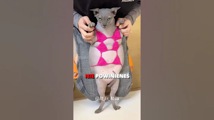 Video 11714541: sphynx cat cute, sweet sphynx, hairless