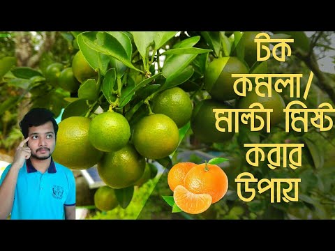 কমলা/মাল্টা গাছের ফল মিষ্ট করার উপায় । চায়নিজ কমলা/মাল্টা চাষ পদ্ধতি । শখের ছাদ কৃষি