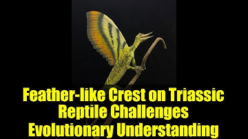 Feather-like Crest on Triassic Reptile Challenges Evolutionary Understanding