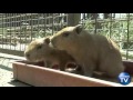 Spring Hits Japanese Zoo With Two Baby Capybaras and a Cherry Blossom Painting Elephant