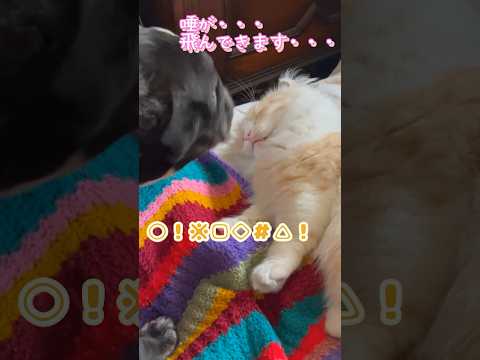 【キンカロー】激怒られ毛玉【マンチカール】#猫 #キンカロー