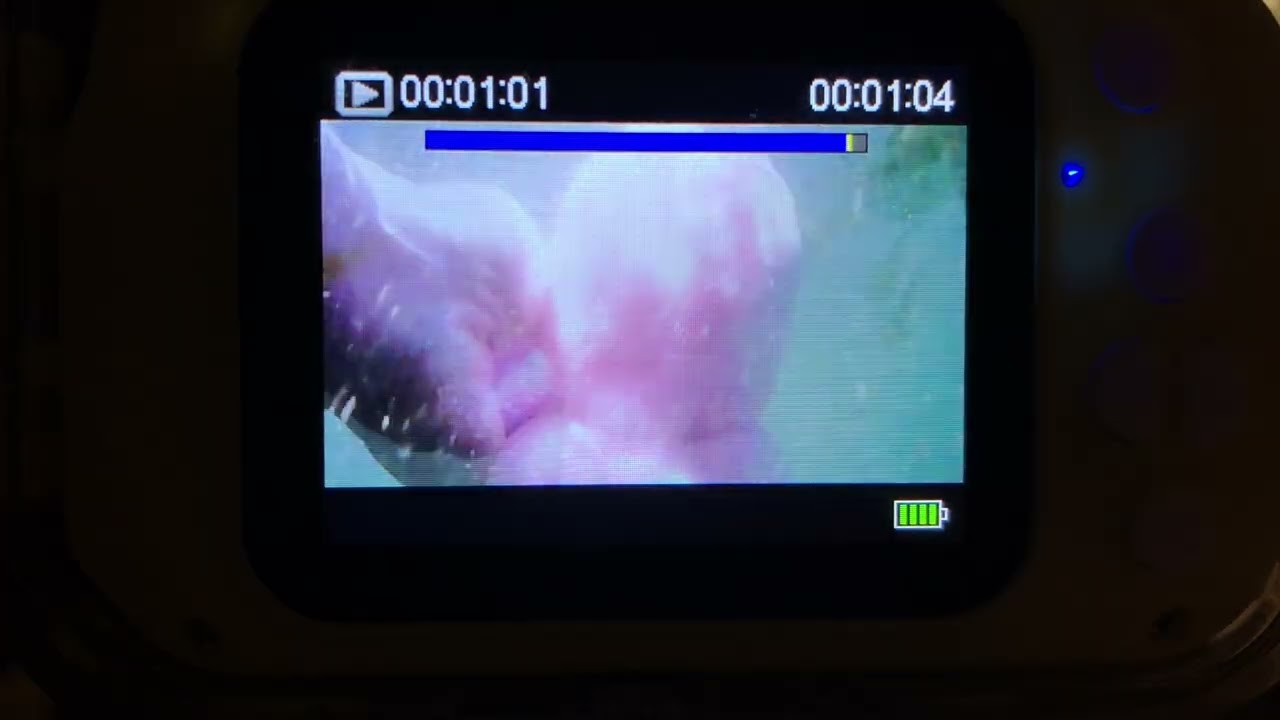 Octopus plushie cutie 2025 underwater: Log Boom Park: ft. pink octopus plushie