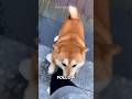 Shiba Inus Are Not What You Think #shibainu