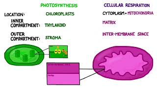 Photosynthesis vs Cellular Respiration Comparison