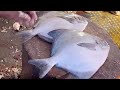 Delicious Big Pomfret &amp; Carp Fish Cutting In Fish Market Live | Fish Cutting Skills