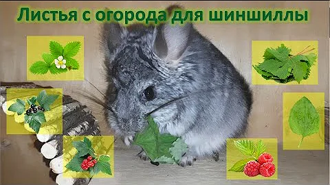 Листья для шиншиллы со своего огорода / что за зверь такой - шиншилла?