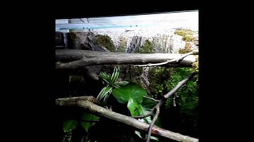 Green tree python semi-aquatic natural enclosure part1