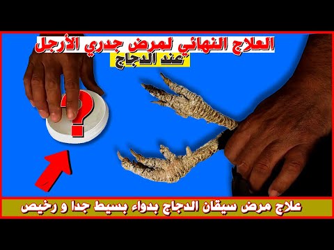 العلاج الفعال لمرض جدري الأرجل عند الدجاج علاج بسيط و متوفر في كل بيت أمراض الدجاج البلدي