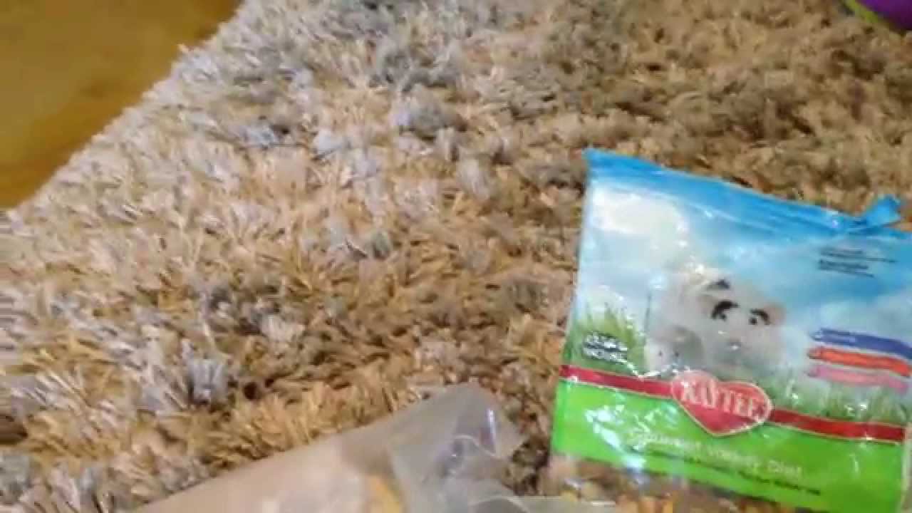 Hamster Diet - Dwarf Hamster Example