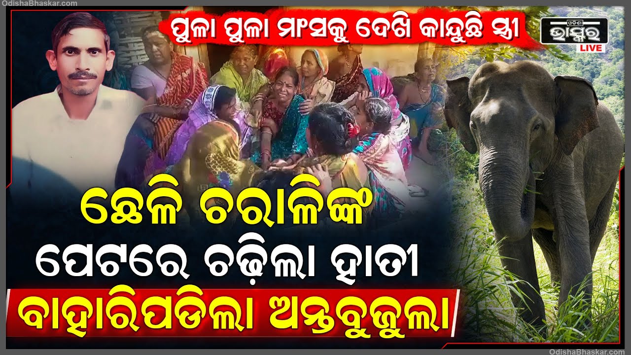 ଛେଳି ଚରାଳିକୁ ଗୋଡାଇ ଗୋଡାଇ ଦଳି ଦେଲା ହାତୀ... ଜଙ୍ଗଲରେ ସ୍ୱାମୀକୁ ଦେଖି କାନ୍ଦୁଛି ସ୍ତ୍ରୀ...