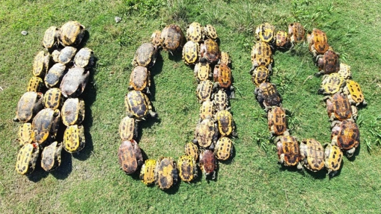 Finally, the 100th episode!! 100 consecutive videos of the ultra