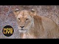 safariLIVE - Sunset Safari - August 28, 2018