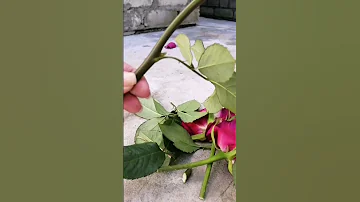 Розы из букета очень легко укоренить. #хештег #моишестьсоток #розы