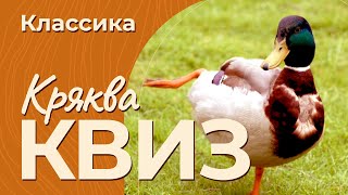 видео: КРЯКВА КВИЗ КЛАССИКА #6 — Викторина на логику и эрудицию картинка: КРЯКВА КВИЗ КЛАССИКА #6 — Викторина на логику и эрудицию