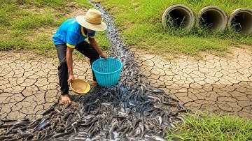 Ik heb veel vis gevangen na de regen in het kanaal!