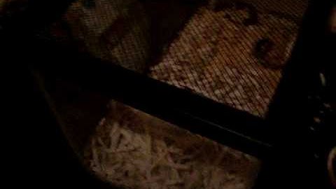 Ball Python Eating 2 Mice