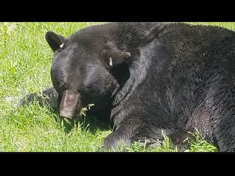 How to keep bears away from your property