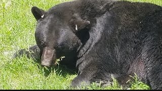 How to keep bears away from your property