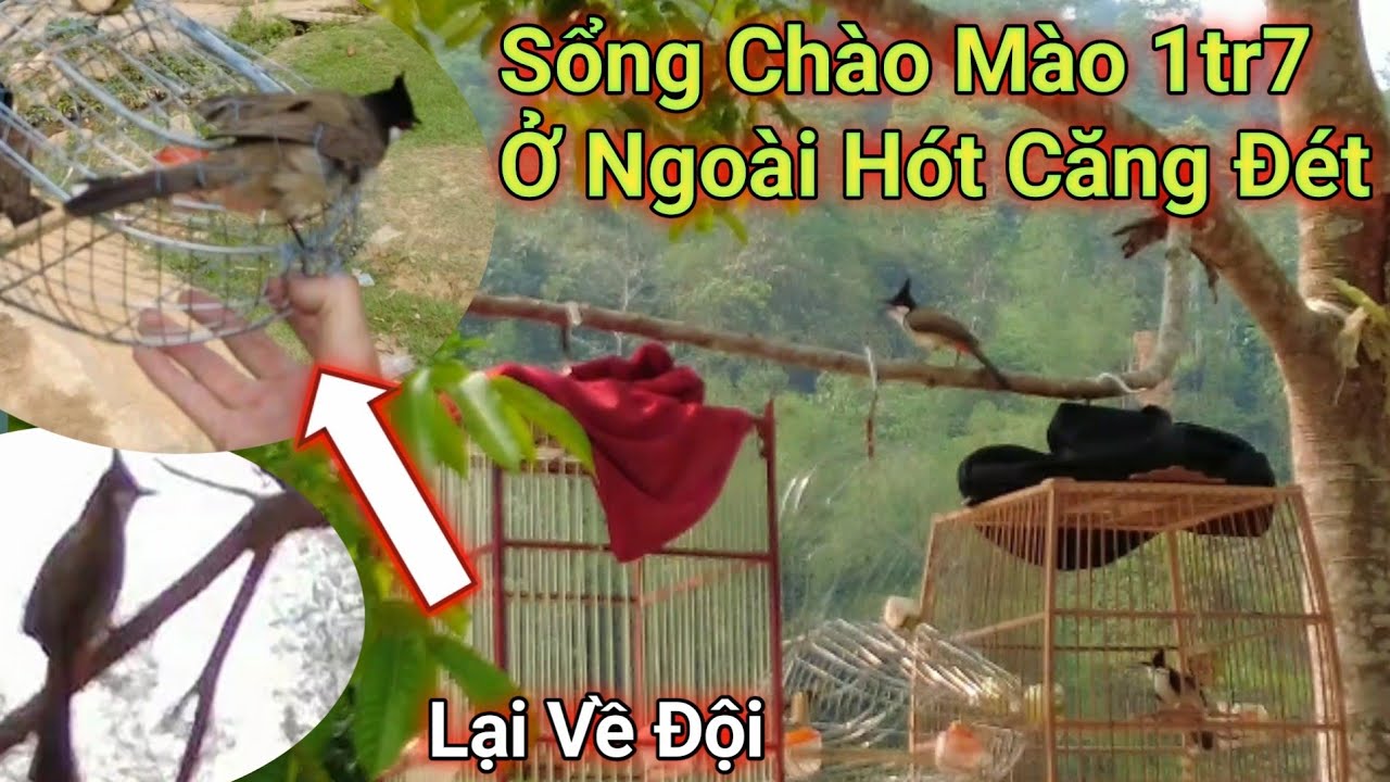 Bẫy Lại Chào Mào 1tr7 Truy Tìm Kẻ Mở Cửa Lồng/ Đức Quyển Tv.