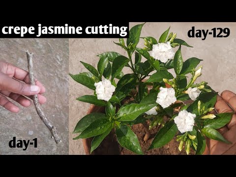Video: Crepe Jasmine Care - Cara Menanam Tumbuhan Crepe Jasmine