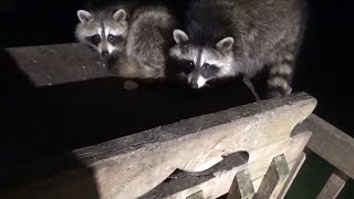 Friday Night With 30 Raccoons