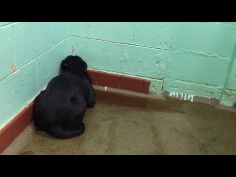 Why This Dog Curled Herself Up In A Corner And Stared At A Blank Wall