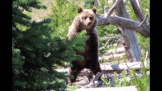 The Thunderer  Yellowstone National Park